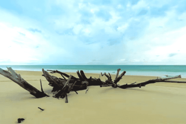 Driftwood Beach, Jekyll Island, Georgia