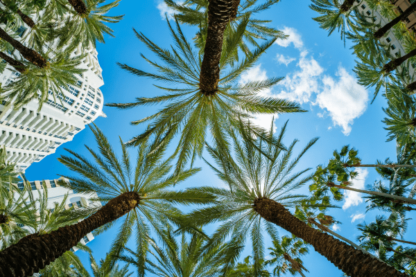 Sun and palm trees in Miami