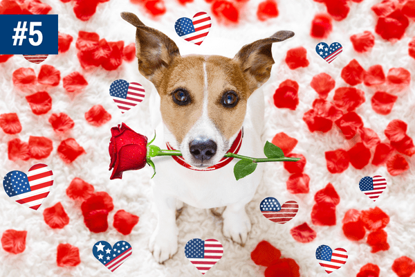 Dog in love on the American Valentine's Day.