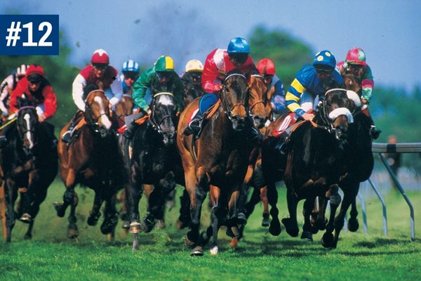 Race horses on the track